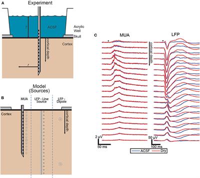 Impact of Brain Surface Boundary Conditions on Electrophysiology and Implications for Electrocorticography